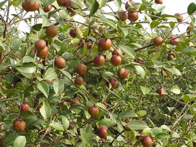 陈祥根种植油茶致富成“油茶王”