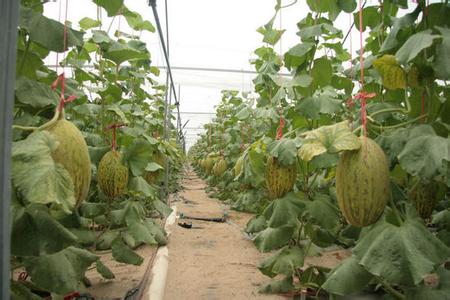 大棚哈密瓜种植技术[致富早班车]