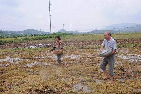 秸秆腐熟还田技术[致富早班车]