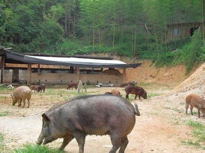 候彦军养殖野猪浑身是宝价更高