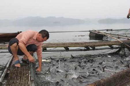 水库网箱养殖鲟鱼技术[致富早班车]