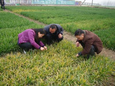 小麦黄花叶病毒病重发的原因分析以及栽培技术