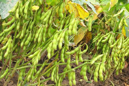 种植大豆的田间管理及病虫害防治技术