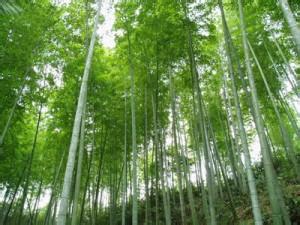 高山贫瘠、低产毛竹种植的复壮技术