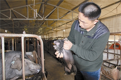 郑建养黑猪带领农民致富