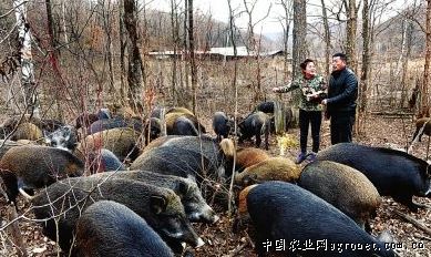 林下养殖特种野猪，大兴安岭养生态野猪有钱赚[每日农经]