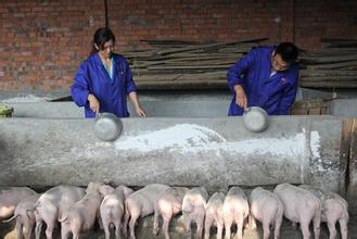 生猪养殖，晏辉如何从饲料方面降低养猪成本[科技苑]