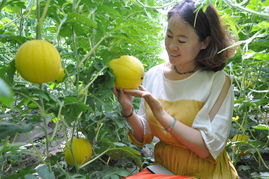 地膜黄美人西瓜种植技术