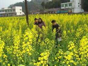 油菜种植：冷、冻害的危害及综合防控技术