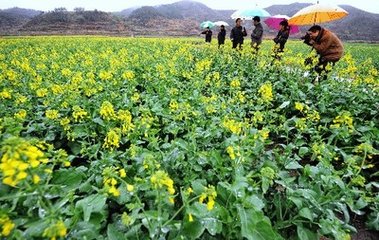 油菜种植技术，防冻保苗技术