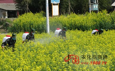 油菜软腐病的症状及综合防治