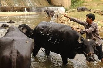 奶水牛养殖技术四要点