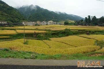 施秉县杂交水稻品种布局及配套栽培技术