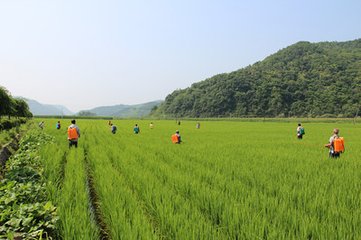 吉林省水稻稻瘟病防治技术