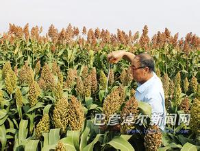 酒用高粱不同种植密度产量的对比试验