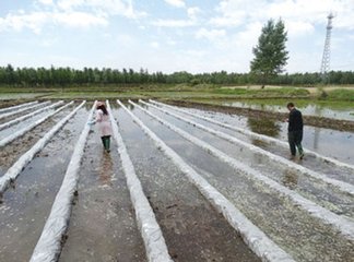 水稻施用微量元素肥料效果试验