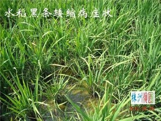 沛县水稻黑条矮缩病重发的原因与防治对策