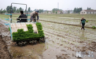 兴化市大营镇整体推进机插稻的调查及建议