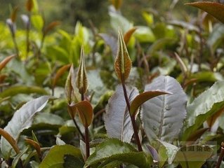 茶树优良品种的性状和无性快繁技术