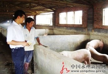 生猪高热病的防控措施