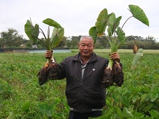 水芋储藏方法