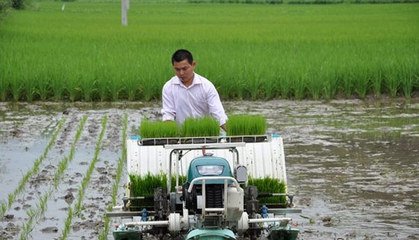 水稻轻型栽培技术