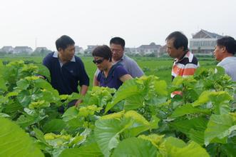 稻桑混栽区水稻治虫与家蚕防毒工作的思考