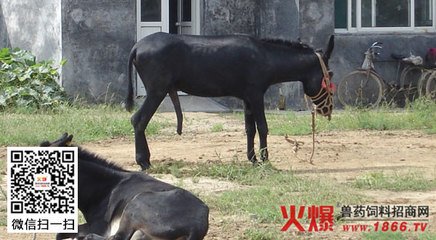 一例驴口腔炎的治疗报告