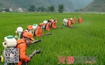 水稻田杂草的化学防除技术