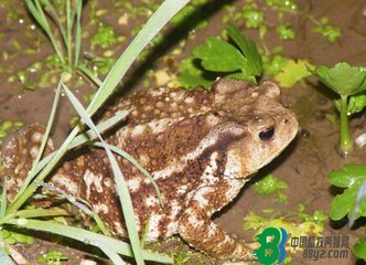 稻田养殖蟾蜍技术要点