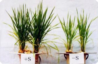 水稻缺硫症状及硫肥施肥技术