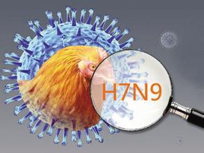 禽流感出现抗药性病毒株及H7N9疫苗研究