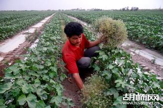 棉花套种小茴香栽培技术