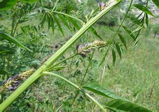 甘草规范化种植技术