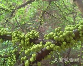 无花果栽培技术