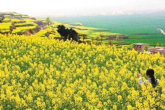 油菜田干旱防治措施