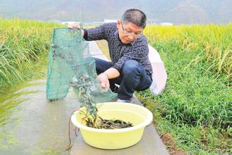 无公害稻田泥鳅养殖技术