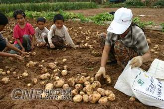 乌兰察布:培育航天土豆,小土豆种成“金豆豆”