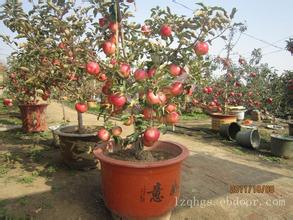 栖霞种盆景苹果,苹果产业链上“创意”多