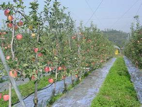 苹果园的建园规划及其栽植技术