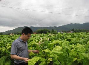 烟叶返青的原因及调控等