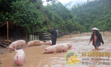 夏季大雨后畜禽饲养管理技术