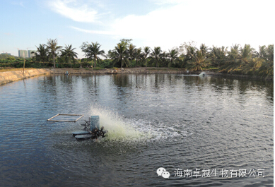 夏季鱼塘管理技术