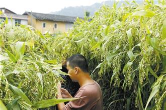 薏苡种植技术等