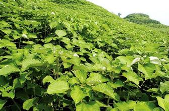 百草枯苎麻田间杂草防除技术