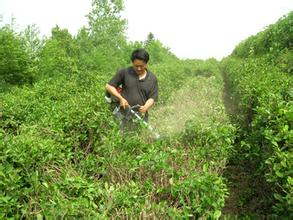 夏季茶园管理技术要点