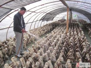 冬季食用菌种植技术等