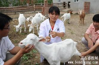 羊病的流行特点、病因分析与防治措施