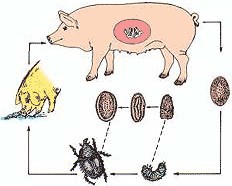 猪常见寄生虫病的防治