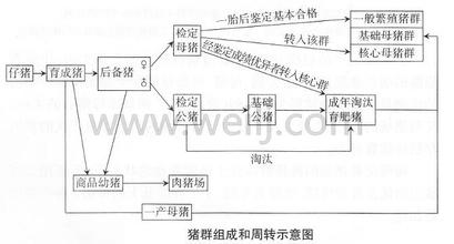 猪群的组成与周转计划